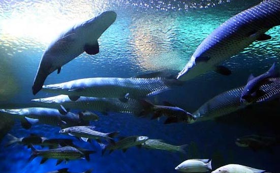 (Sea Life) Ocean World + Madame Tussauds + Digital Photo + Boat + 4D