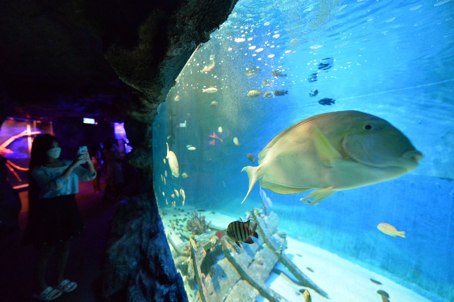 (Sea Life) Ocean World + Madame Tussauds + Digital Photo + Boat + 4D