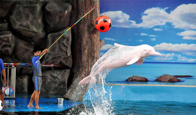 Safari World (Marine Park + International Buffet Lunch)